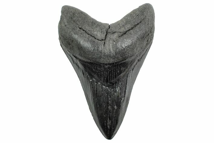 Fossil Megalodon Tooth - South Carolina #236262